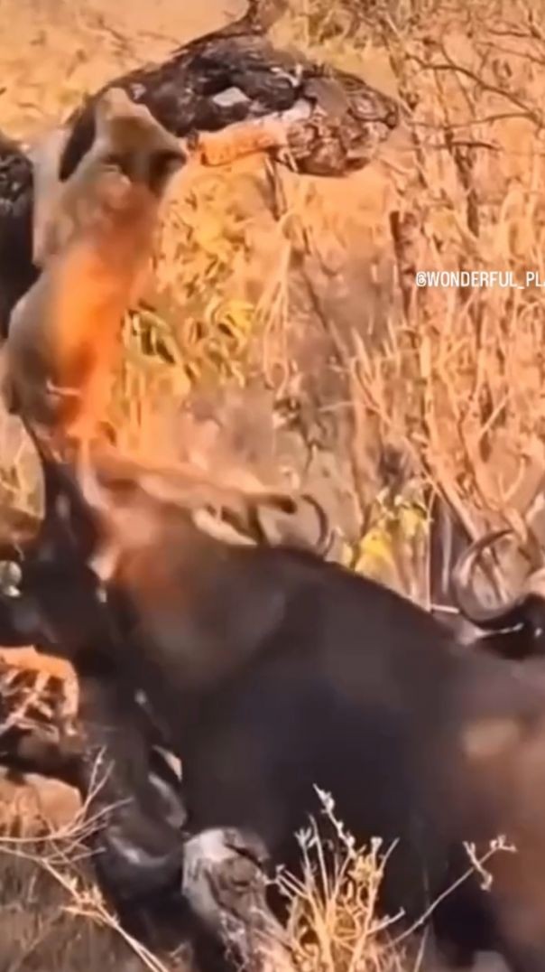 Lion vs Buffalos